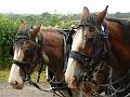 Draught horses, Sissinghurst Castle P1120893